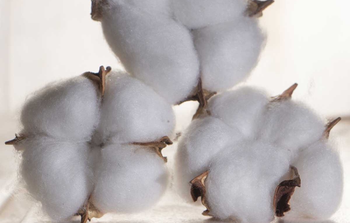 Le coton, une fibre polyvalente